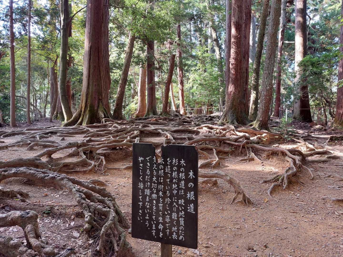ここで牛若丸が跳躍の練習をしたそうです🎵