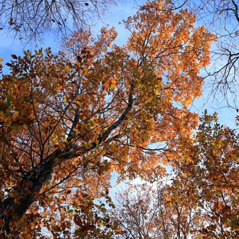 落葉していない･･