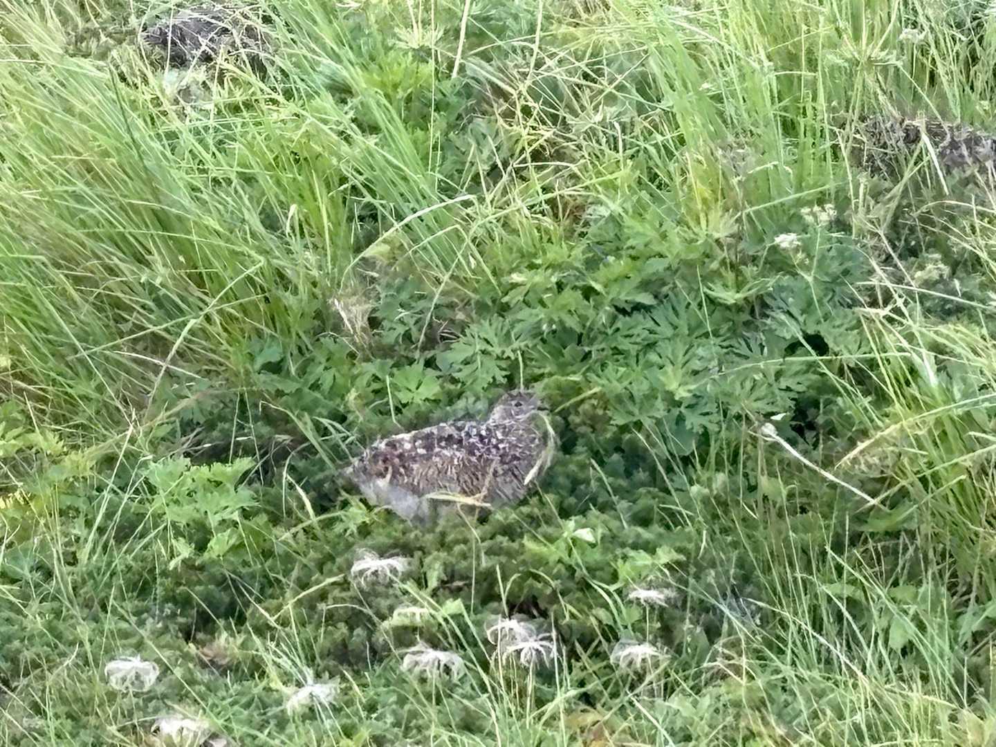 雷鳥さんのお見送り