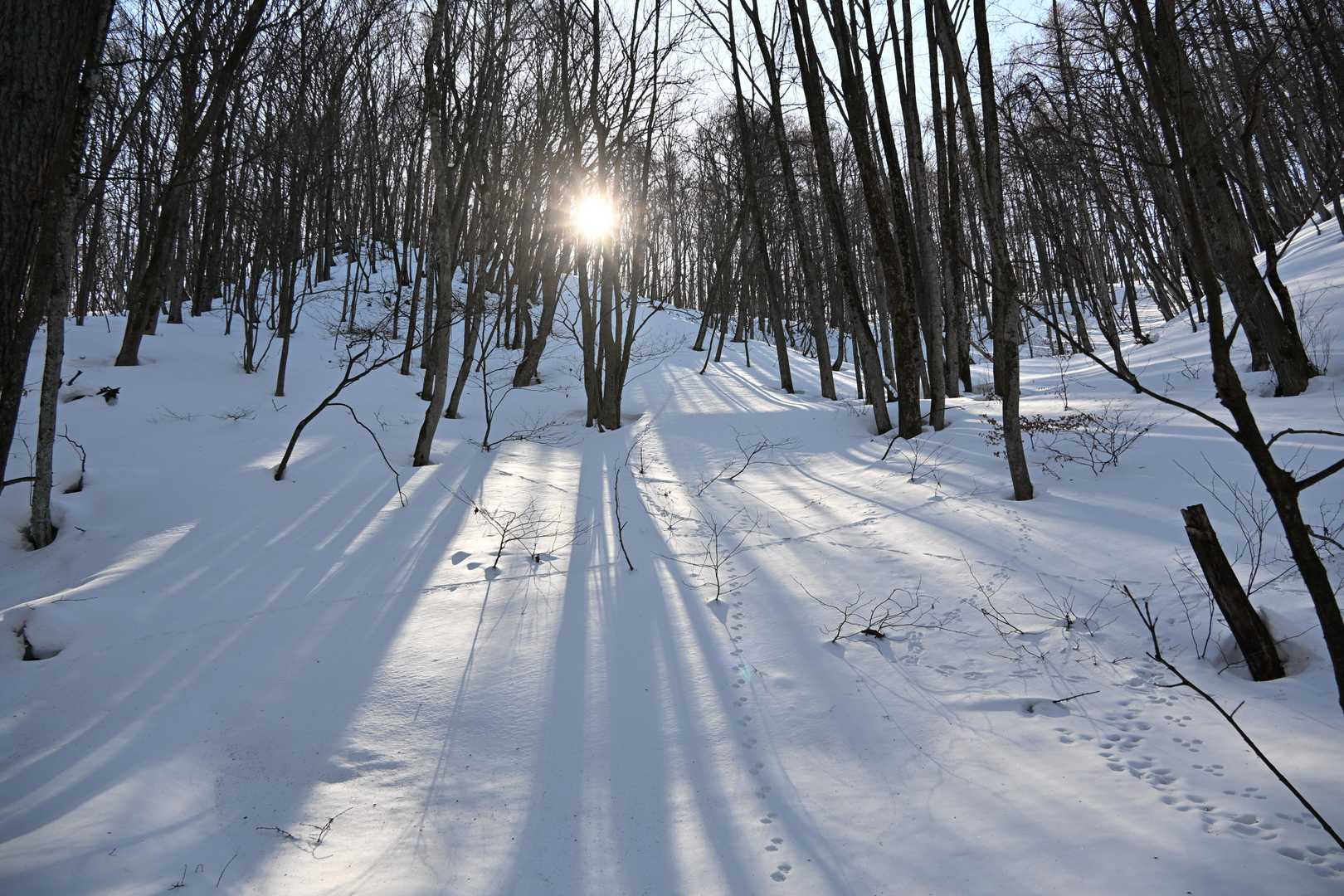 日が差すところは暖かいぐらい。アニマルトレースが可愛らしい