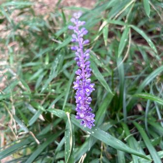 その後、山頂広場の茶店でかき氷をたべて、一息ついてから、御幸が原コースを通って下山。

この時間でも、続々と若者たちが登ってくるのには、びっくり。おそらく下山する頃には、日が落ちている筈だ。

下山にケーブルカーを利用できるので、安心して夕暮れ時の山頂を楽しもうということだろうか。

さすが、山の観光地、ザ筑波！！


ヤブランを発見。