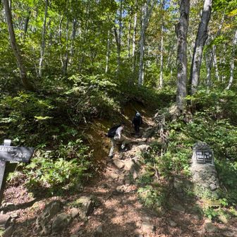 登山口から全然まだ緑だ