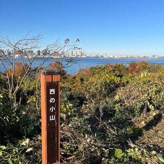 遠くにスカイツリー