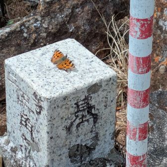 ヒオドシチョウ