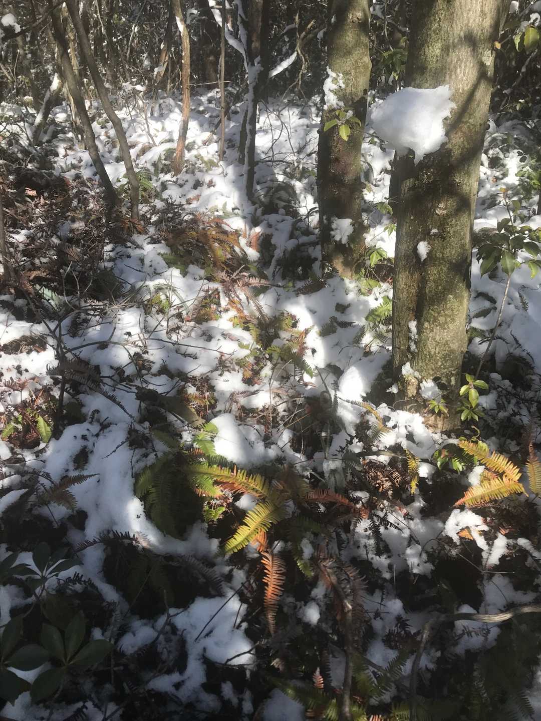 この辺りが山頂と思われます。