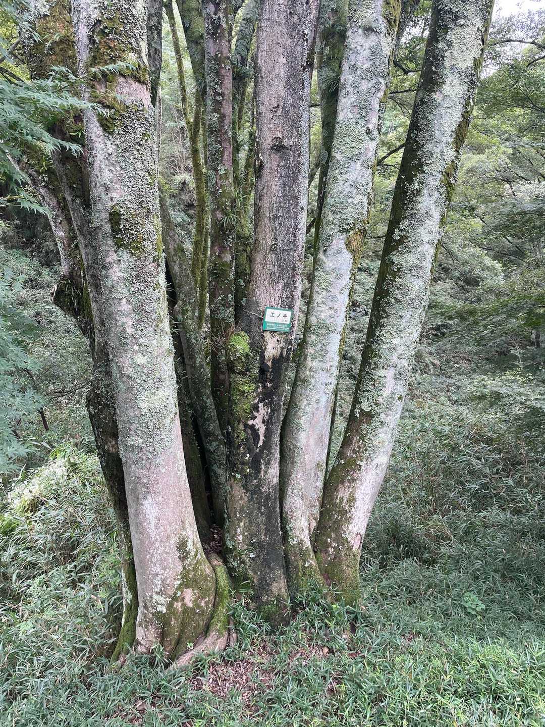五月山 往復コースの写真