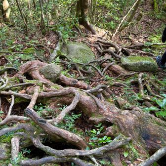 根っこのワッフル道🧇
こんな道が続きます。