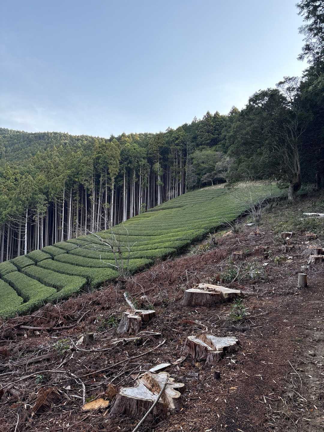 茶畑
