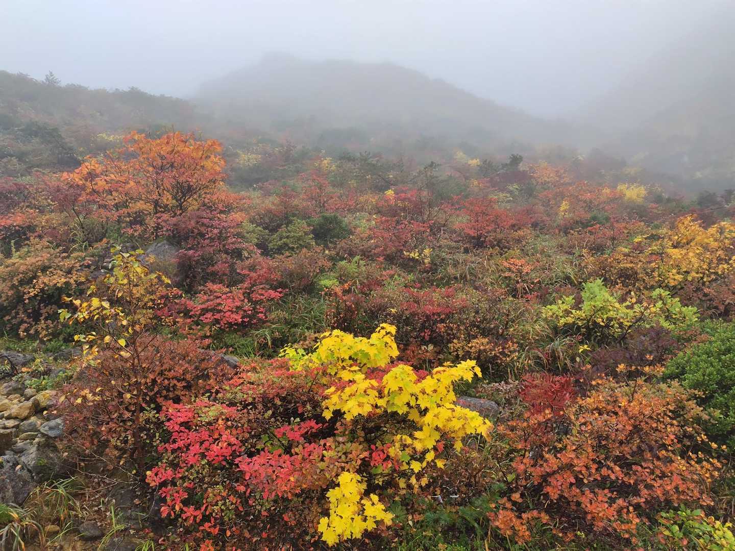 ガスの紅葉🍁