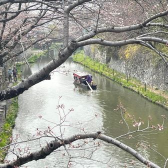 八幡堀の桜🌸は咲きはじめ