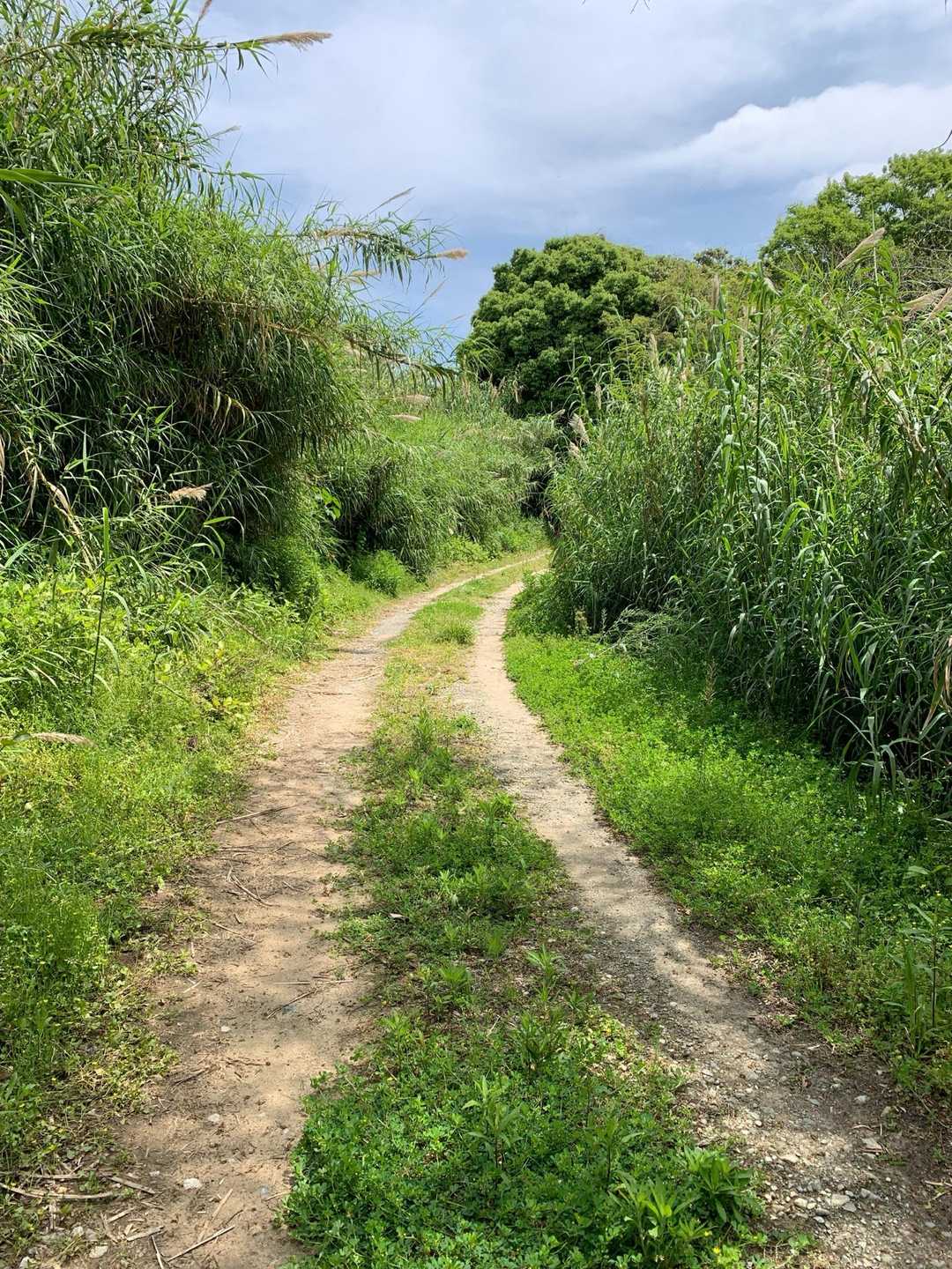 やっと山道らしい道へ。