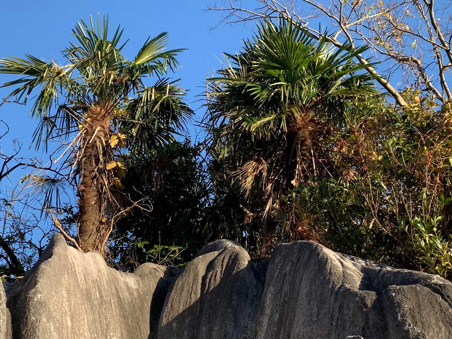 南国風🌴