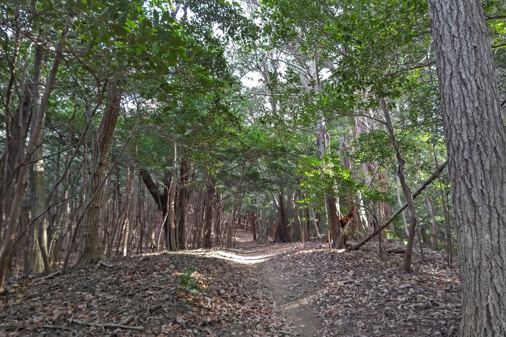 観音山 周回コースの写真