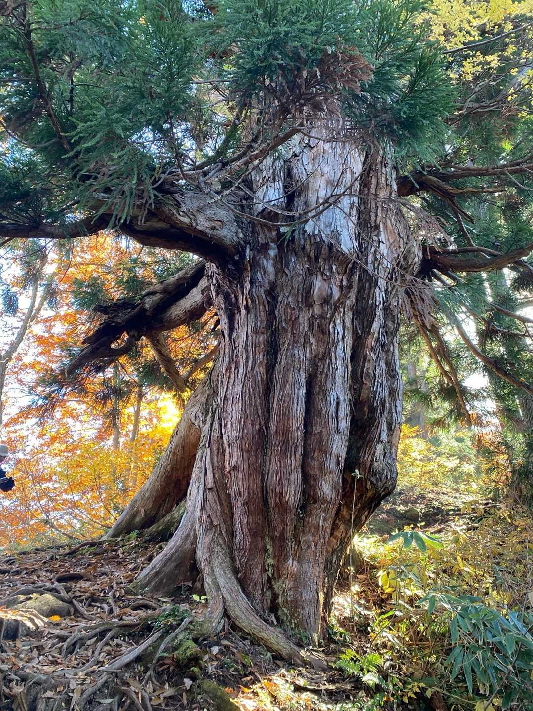 立山杉の大木