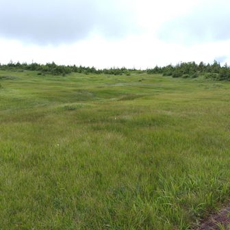 時間もあるのでフスブリ山方面へ
YAMAP見れんけどどっちだろ