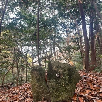 小魚を狙う大魚