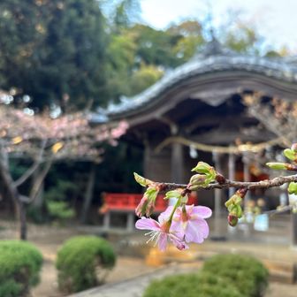 吾妻神社さんでは河津桜🌸が咲き始めました！