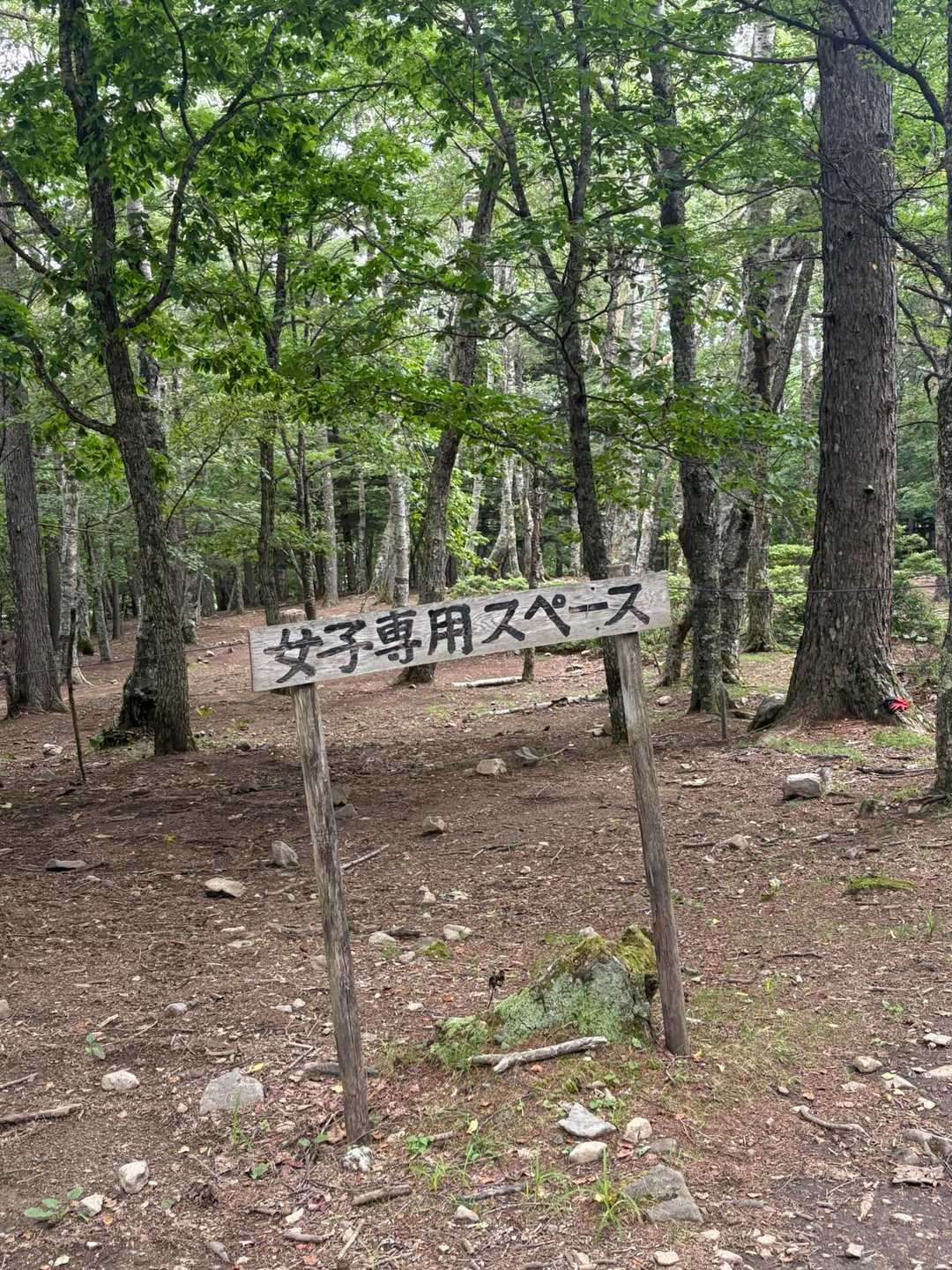 今回は、こっちにしてみました！
なぜなら、平らな場所、看板のすぐ横に発見したから🤭