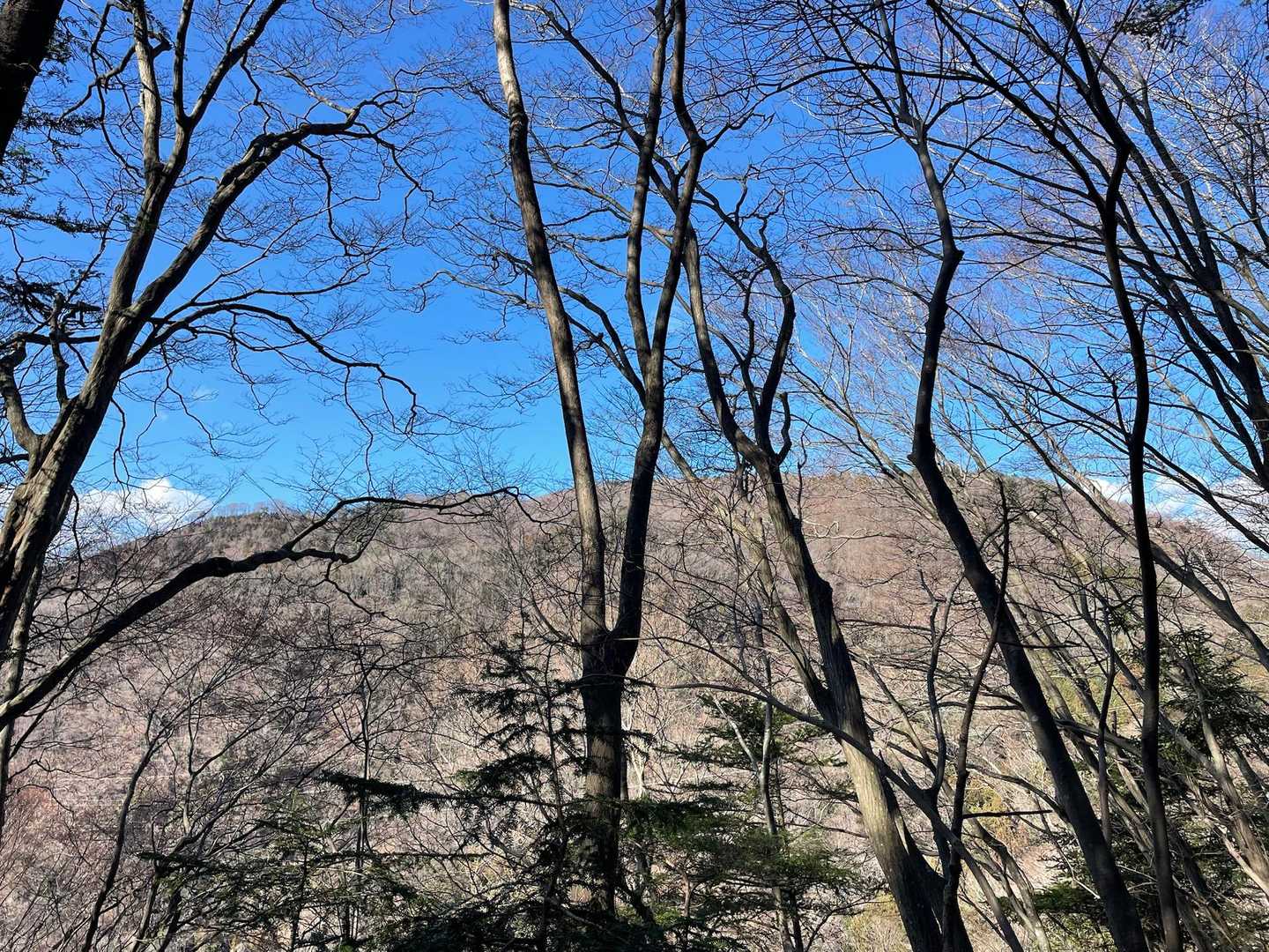 醍醐山を見上げる