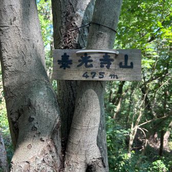 「泰光寺山495m」山頂標識
