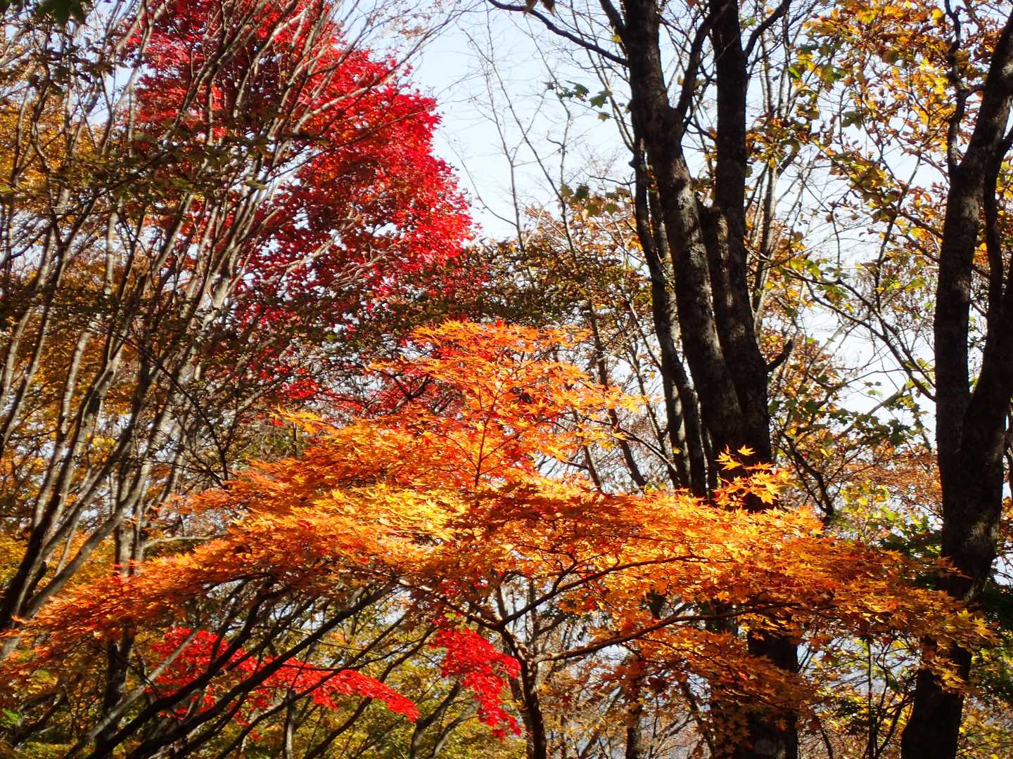 滝登山口-額取山-大将旗山 往復コースの写真