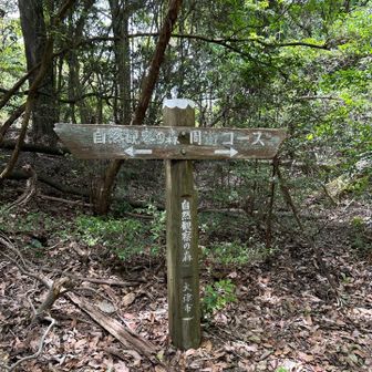 自然観察の森　周遊コース

荒れてる。