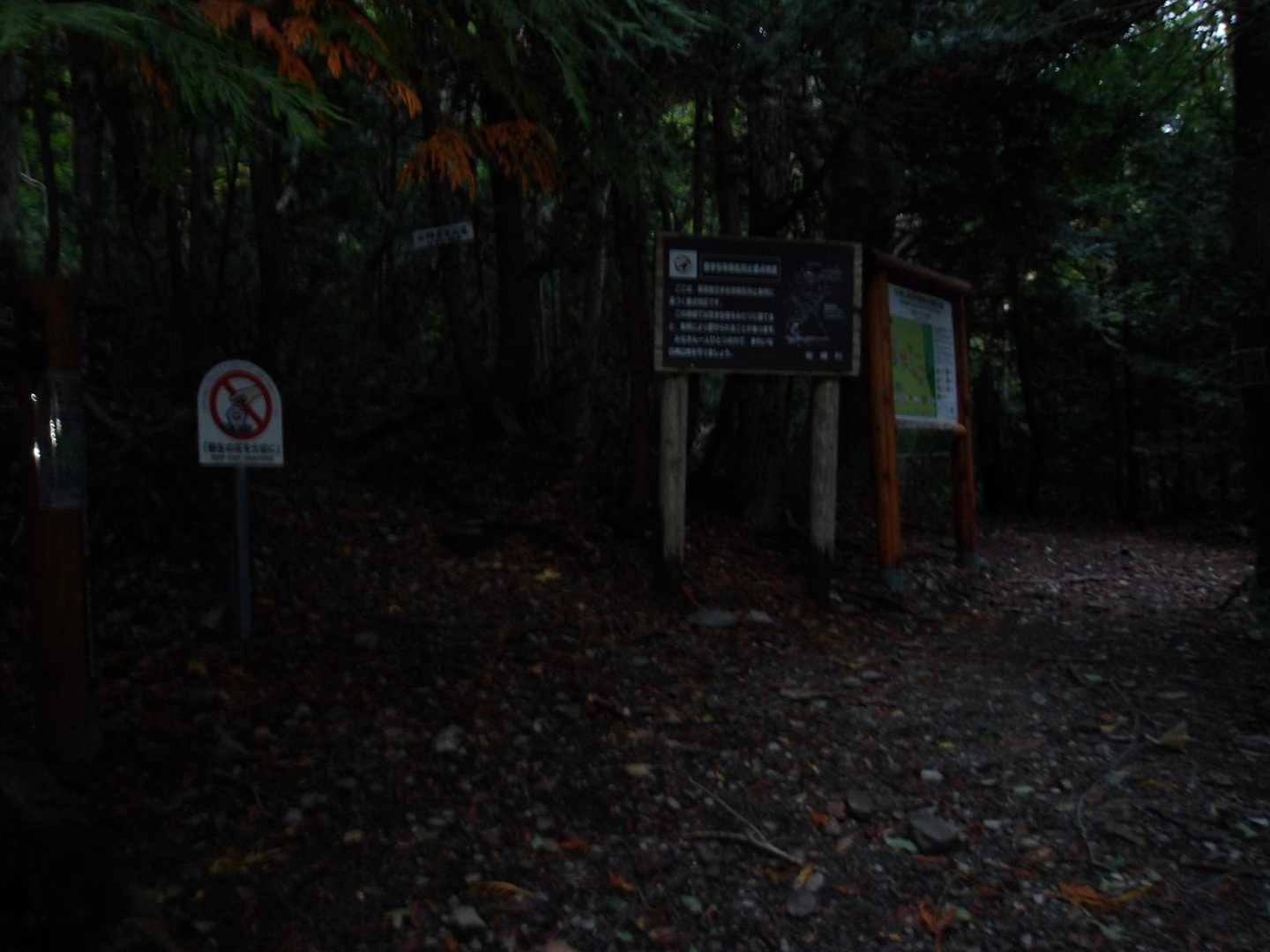 日の出を迎えたので少し明るくなってきました。
二股分岐は蟶山方面へ