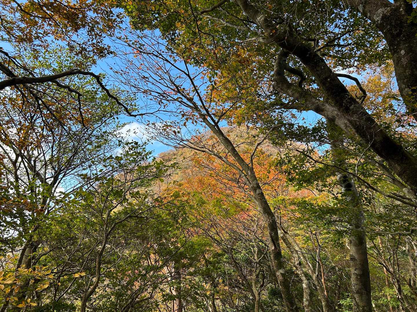 天城縦走登山口-万二郎岳-石楠立-万三郎岳 往復コースの写真