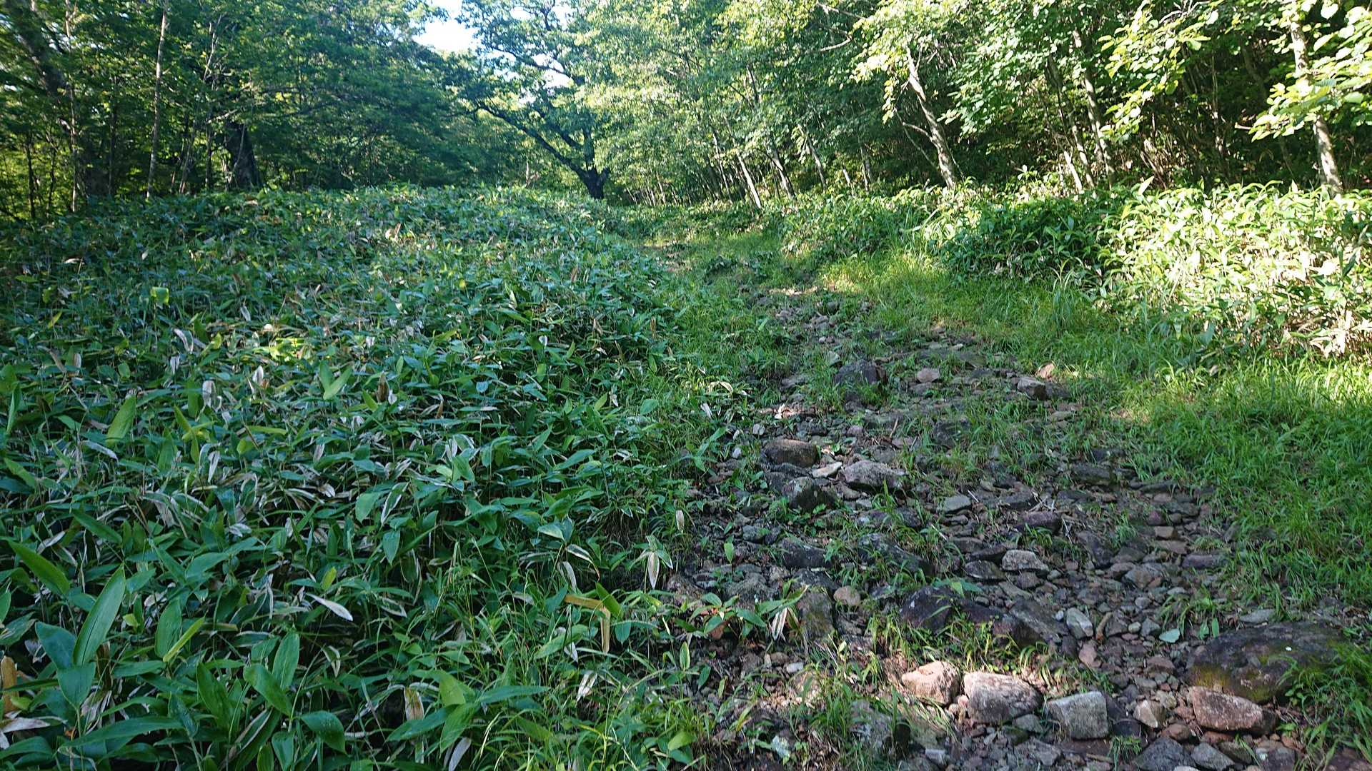 登山道あってるかな？