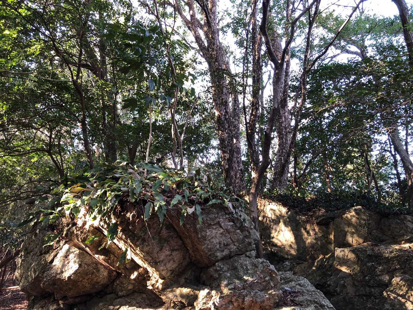 鶴路山 往復コースの写真
