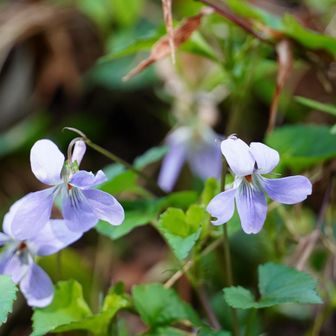 可愛いスミレ💜