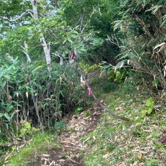 空沼への分岐。
前回見た時より道が安定したように見えます✨
沢山の方が歩いてる証ですね！

空沼ー札幌岳の縦走は
やりたいやりたいと言い続けて
なかなか実行できません💦