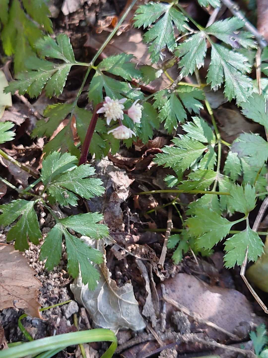 小さな花、📷難しい🤣