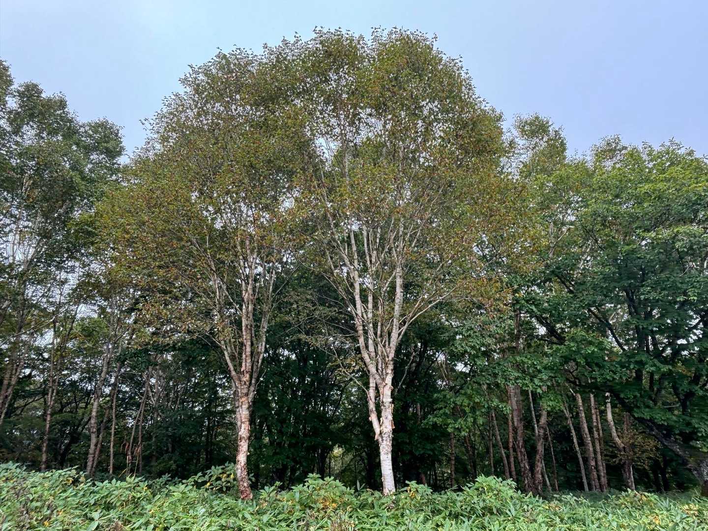 飯縄山-瑪瑙山 縦走コースの写真