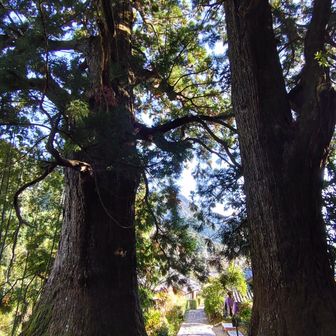 夫婦杉
樹齢800年とか
てことは1200年、鎌倉時代かぁ