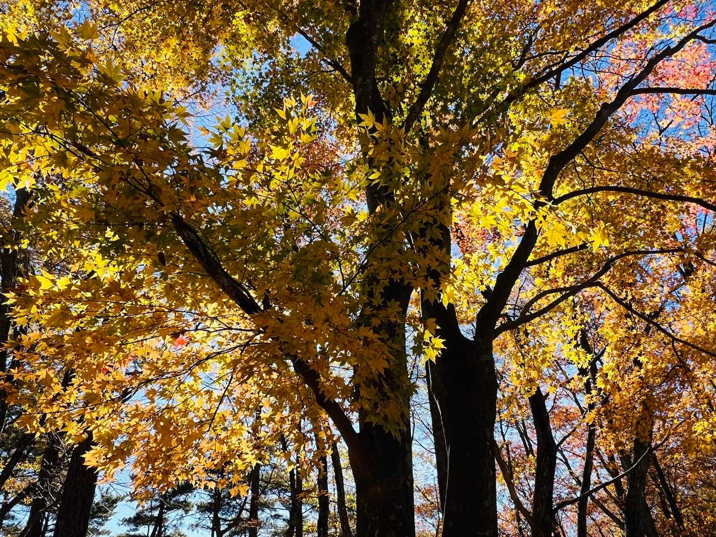 足和田山-三湖台-紅葉台入口バス停 縦走コースの写真