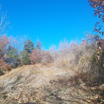 あの辺りが行者山山頂