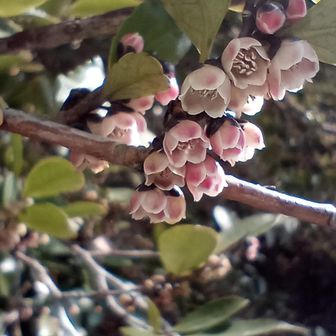 ここのヒサカキは、ちょっと赤い部分がある。