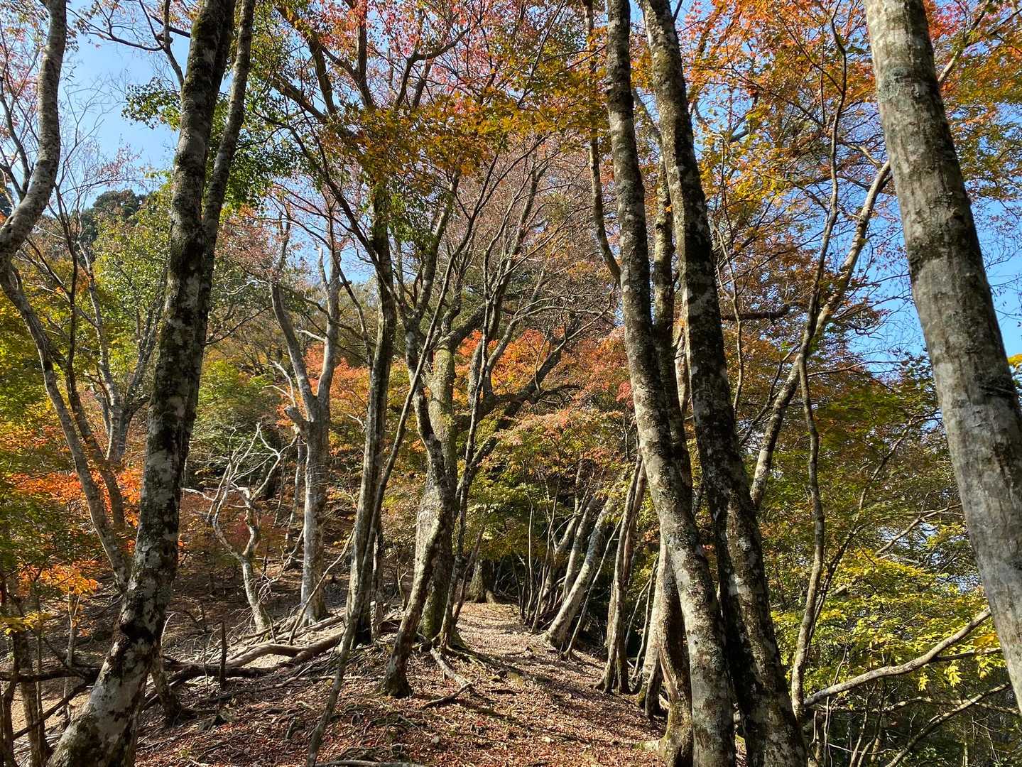 楢原山 往復コースの写真