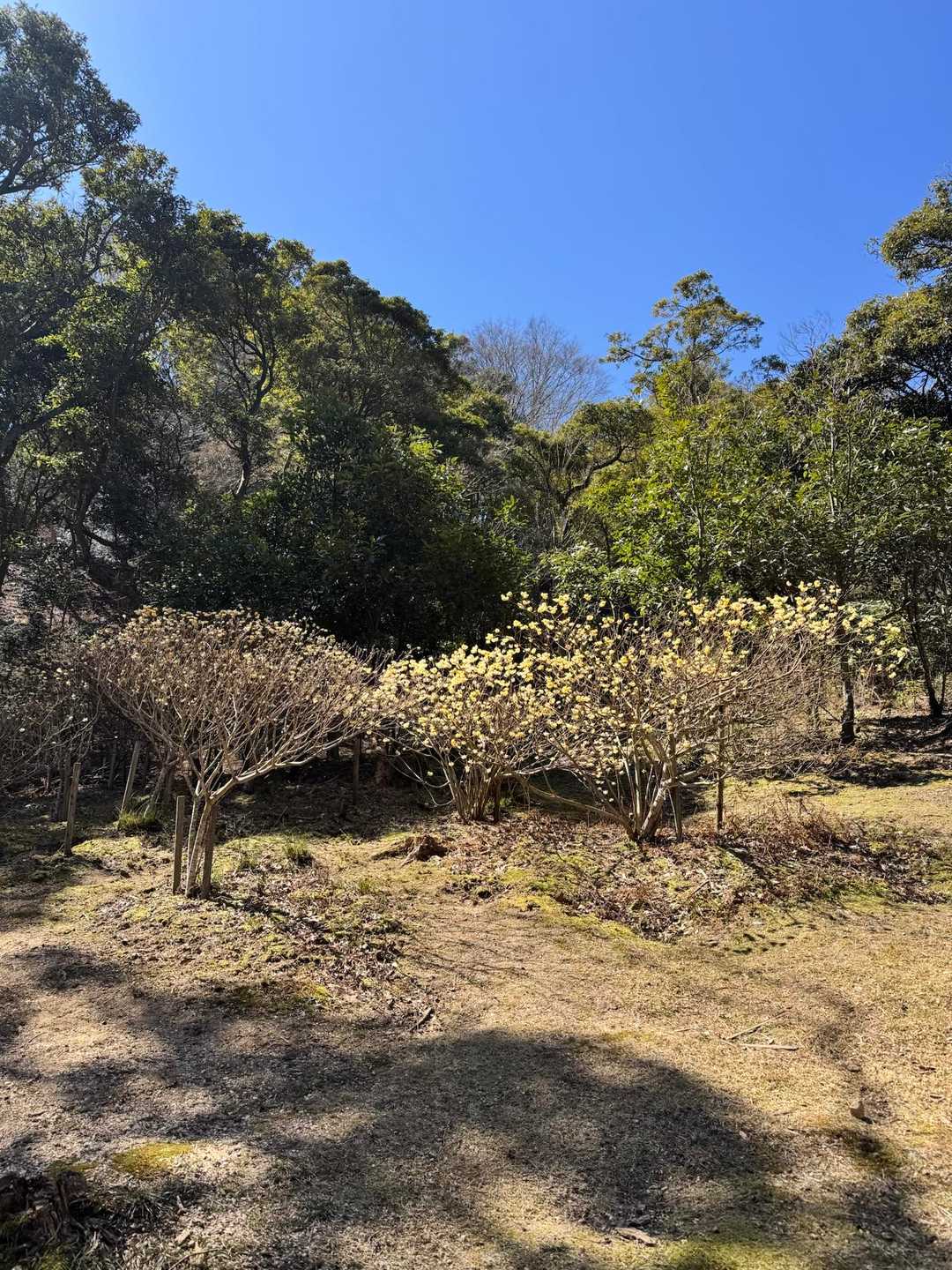 もうひとつのミツマタ群生地に到着！