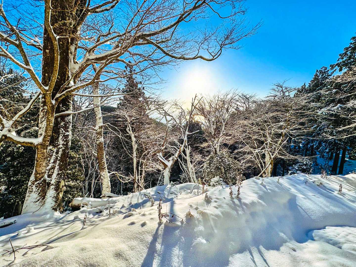 
ただね
てんくらでも、1500mで2℃とか3℃とかの気温やった
さすがに樹氷は無い
ぽいのは、雪やね

