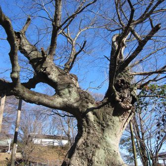 金山の大ケヤキ
