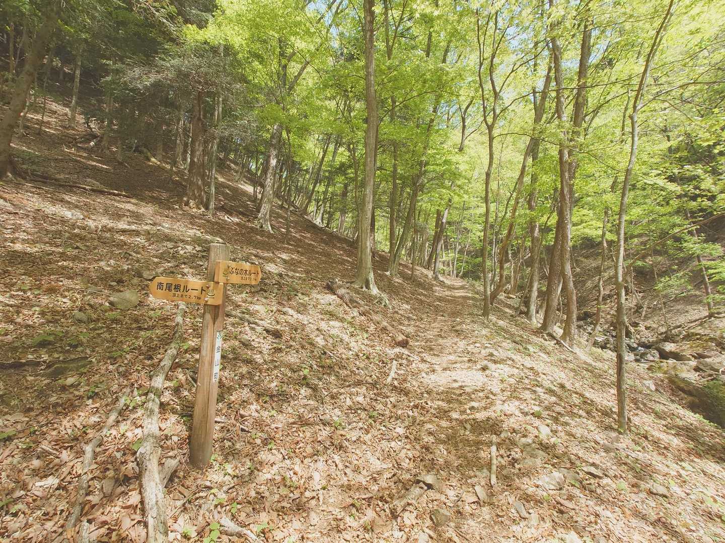 分岐をぶなの木ルートへ