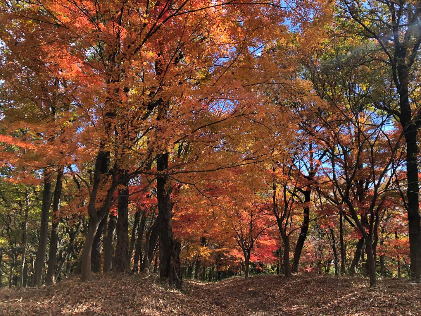 紅葉林が続く