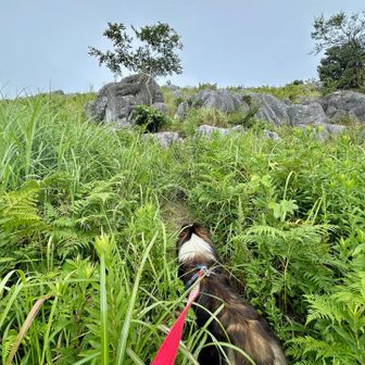 それなりに登山道がわかりました‼️
