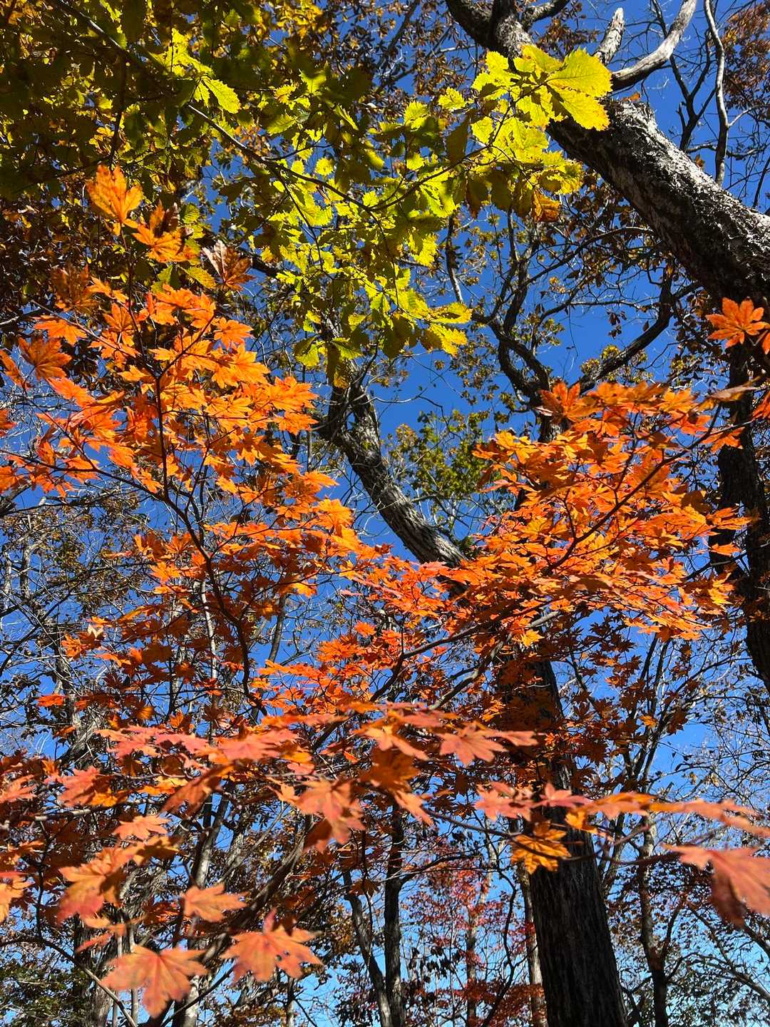 🍁🍁🍁