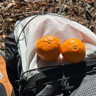 みかんを食べて少しだけ日向ぼっこです🍊