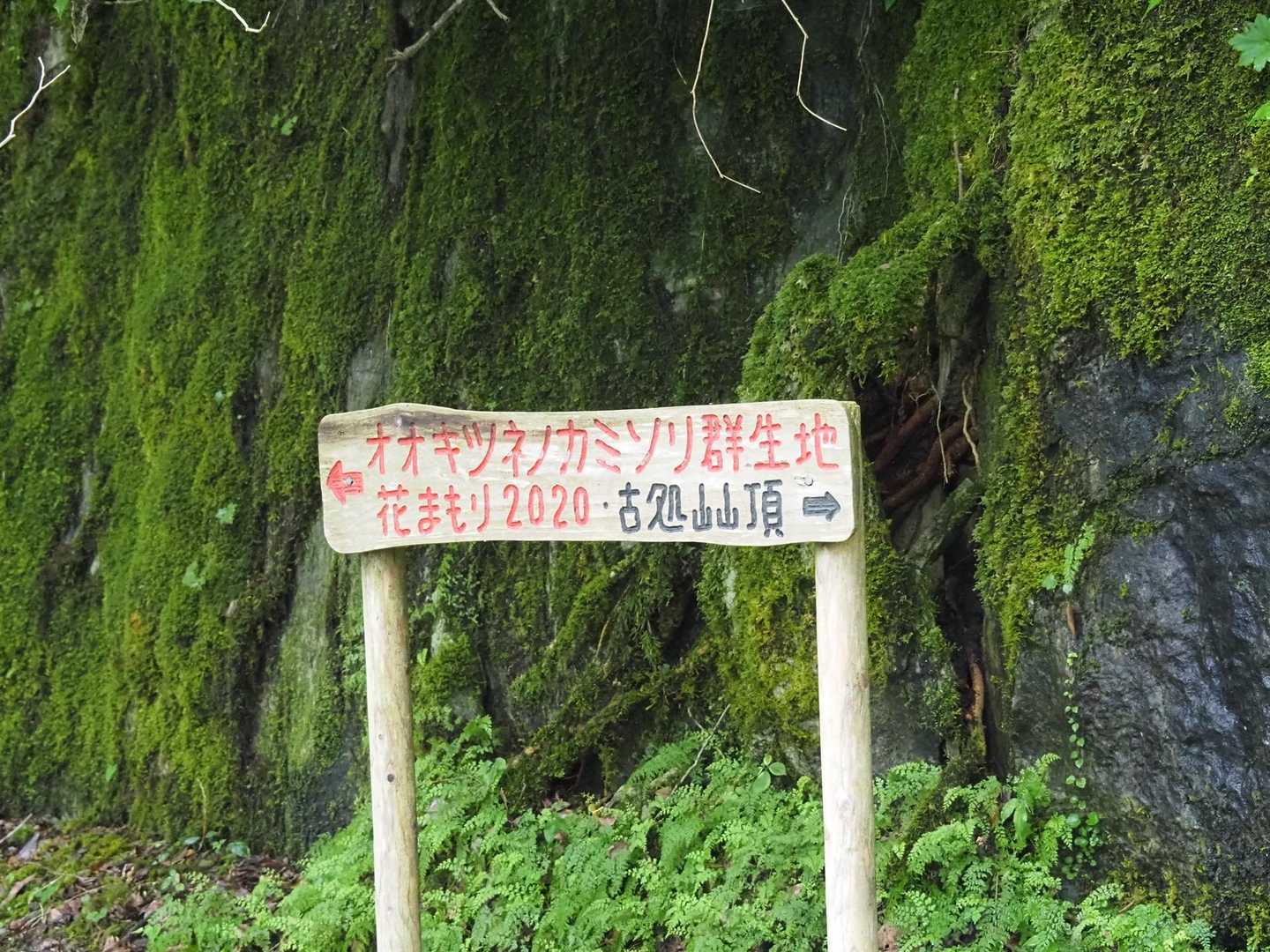オオキツネノカミソリは、鹿被害で深刻とか…