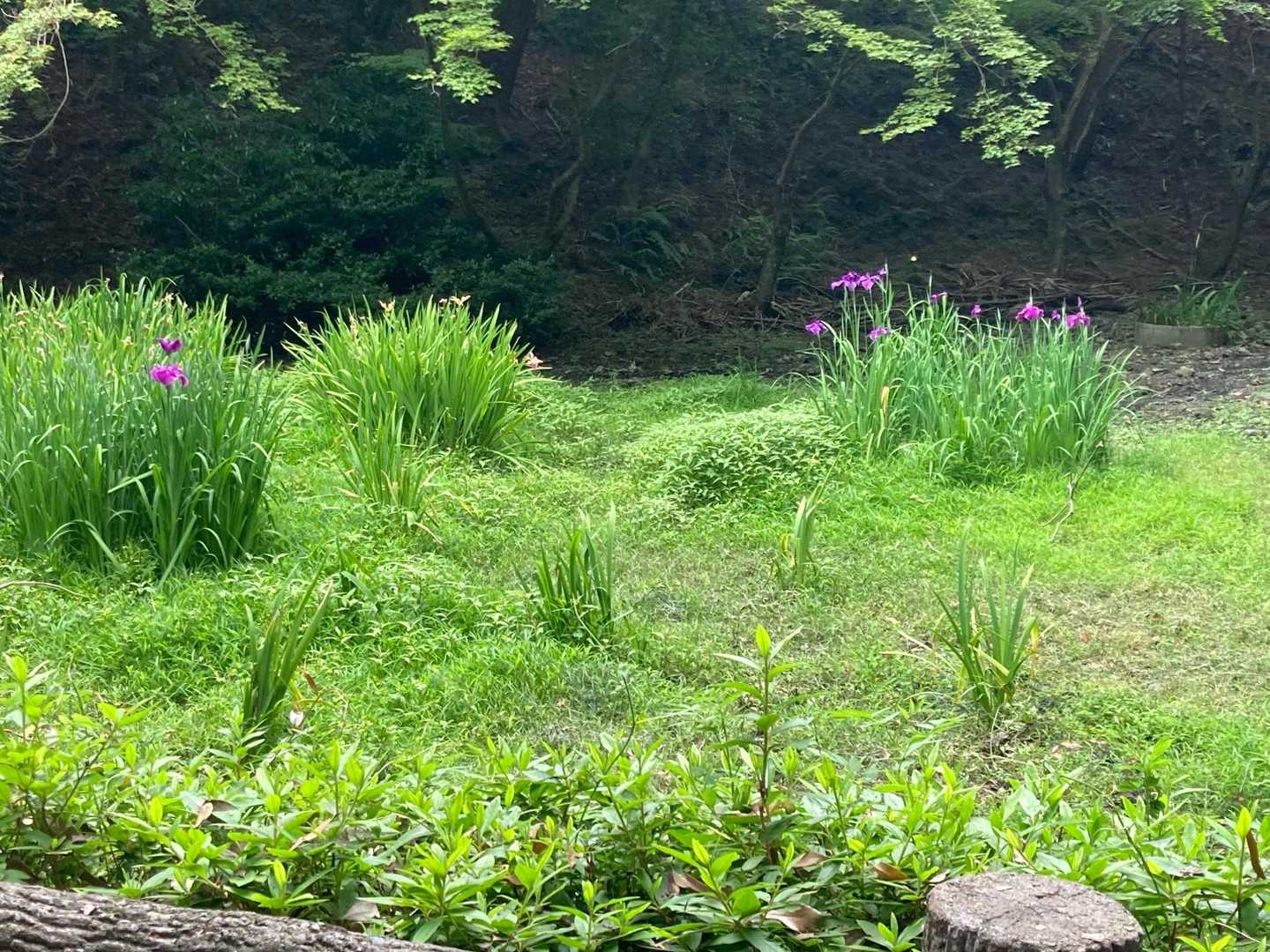 菖蒲池