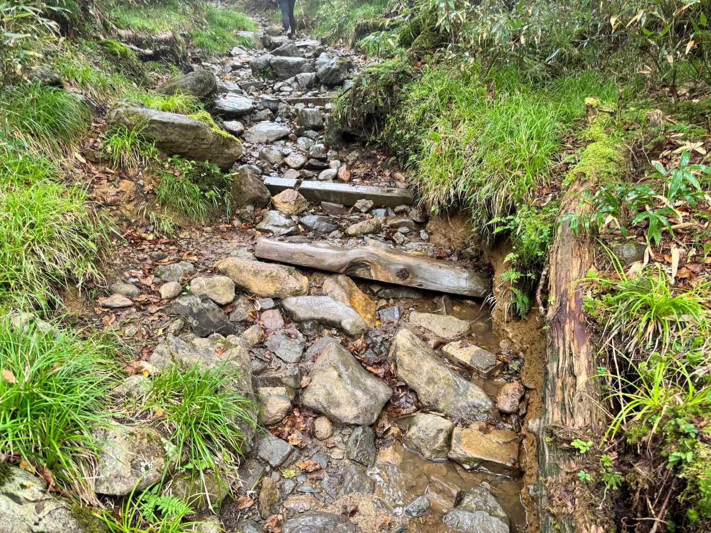 最初は樹林帯歩き。雨が降ったせいか、登山道がちょっとした沢のようになっているところも。